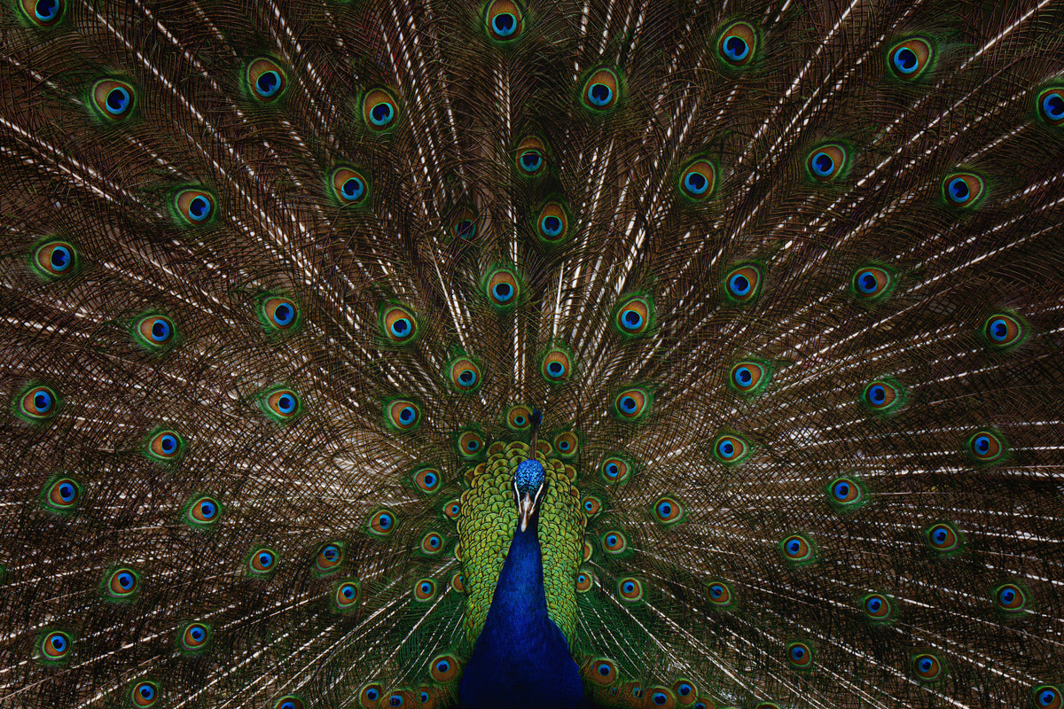 Peacock Pride Wall Mural -2533418 in your room