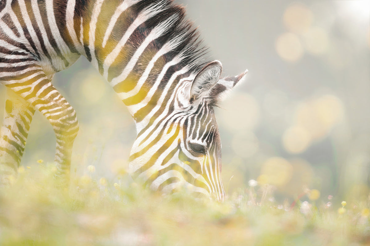 Zebra's Grazing Gaze Wall Mural - 2234347 in your room