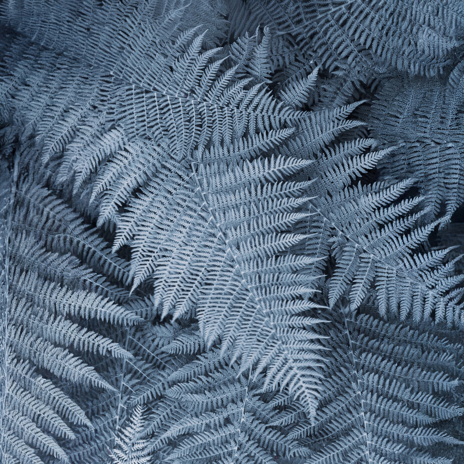 Frosted Fern Delight Wall Mural in your room — zoomed