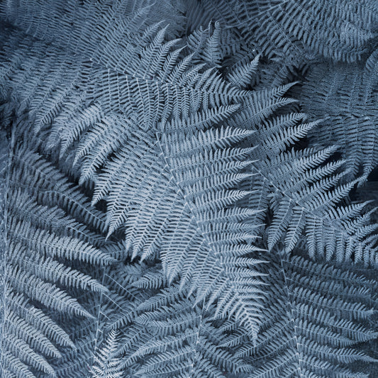 Frosted Fern Delight Wall Mural