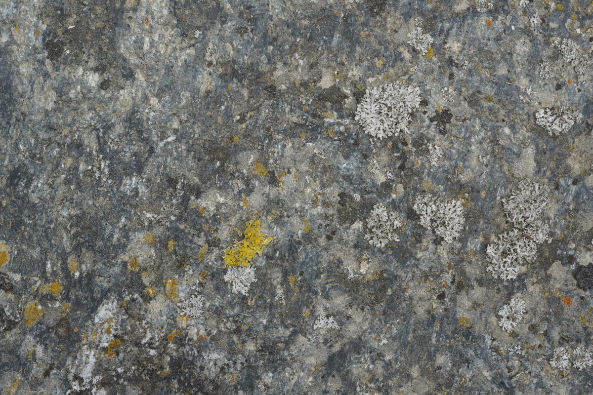 Lichen Rock Texture Wall Mural -2566591 in your room — zoomed