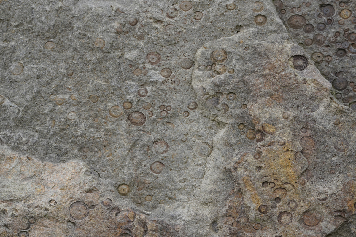 Stone Fossil Texture Wall Mural -2566607 in your room