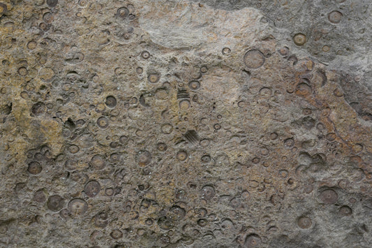 Ancient Fossil Texture Wall Mural -2566608