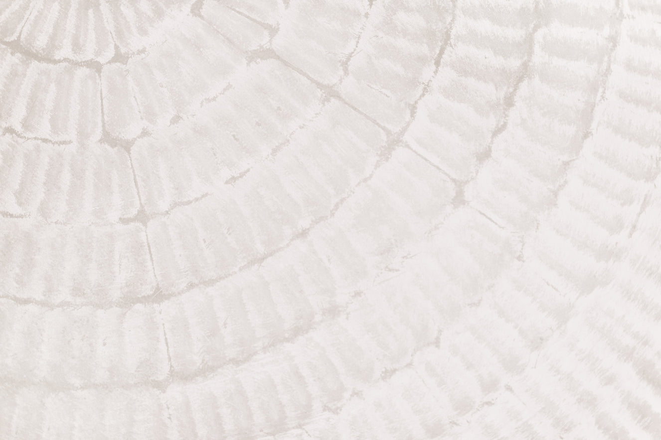 Oyster Shell Echo Wall Mural -2306169