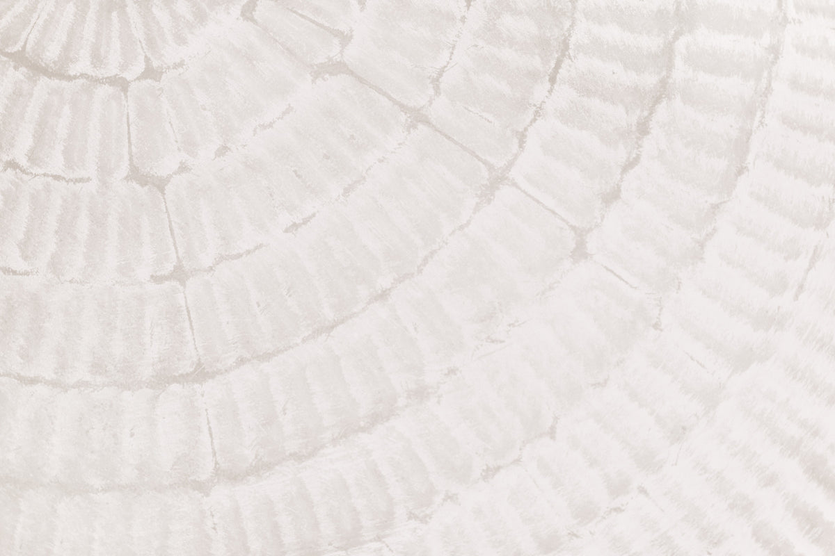 Oyster Shell Echo Wall Mural -2306169 in your room