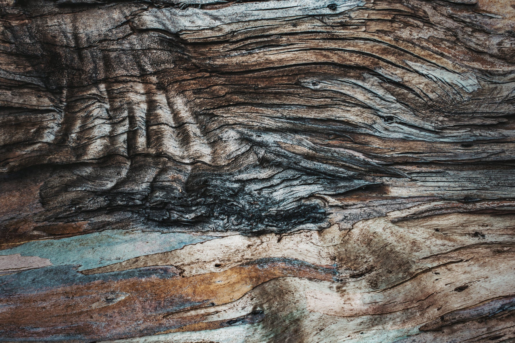 Eucalyptus Bark Texture Wall Mural -2226209