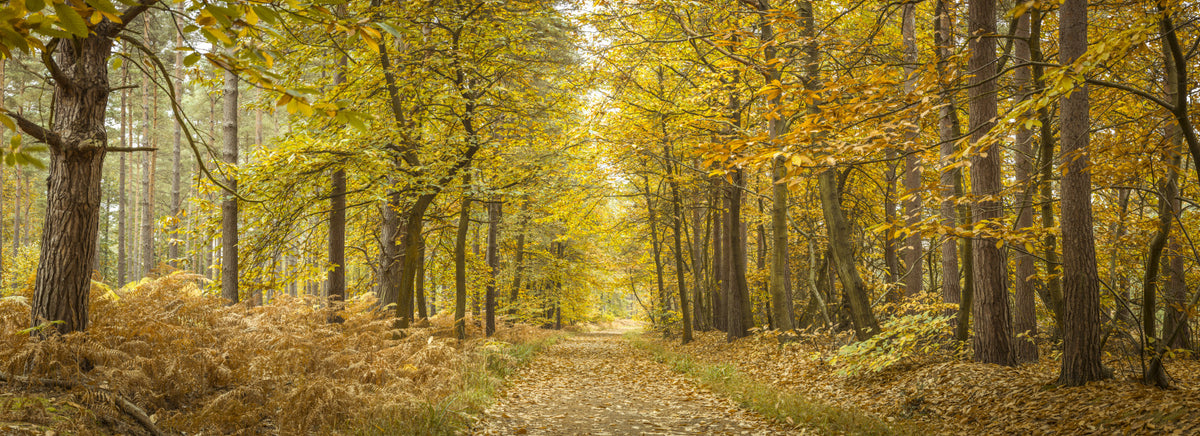 Golden Canopy Trail Wall Mural in your room