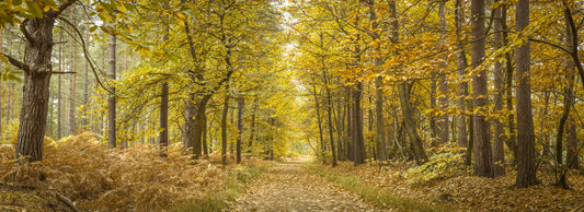 Golden Canopy Trail Wall Mural