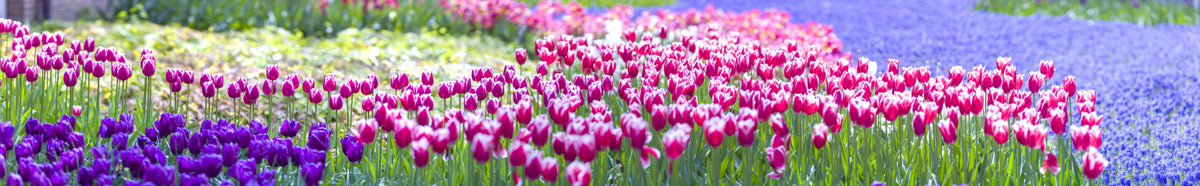 Tulip Wonderland Wall Mural in your room — zoomed