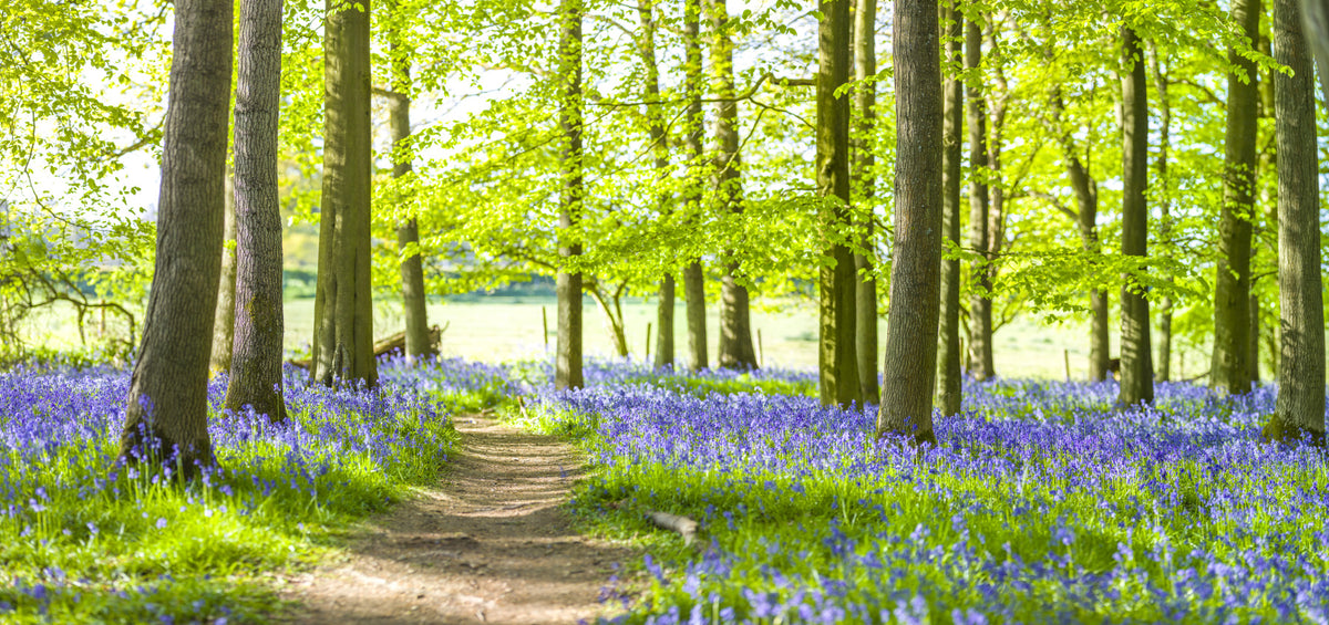 Bluebell Wonderland Wall Mural in your room