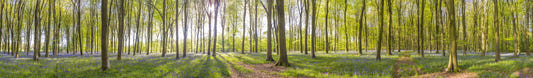 Bluebell Woods Wall Mural