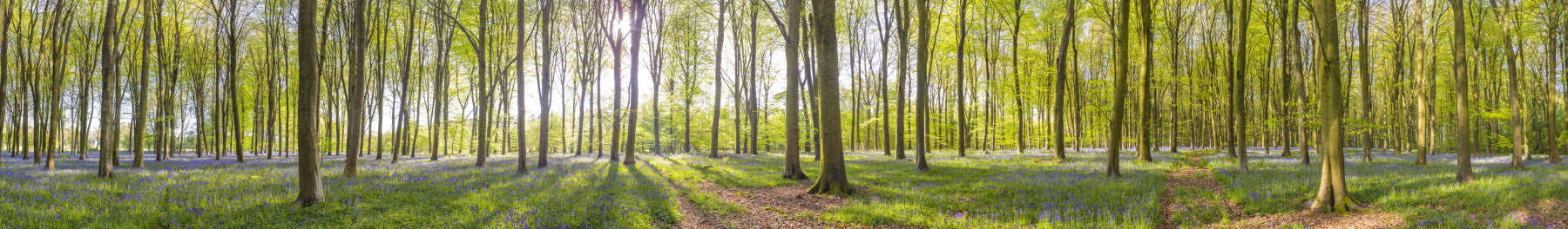 Bluebell Woods Wall Mural