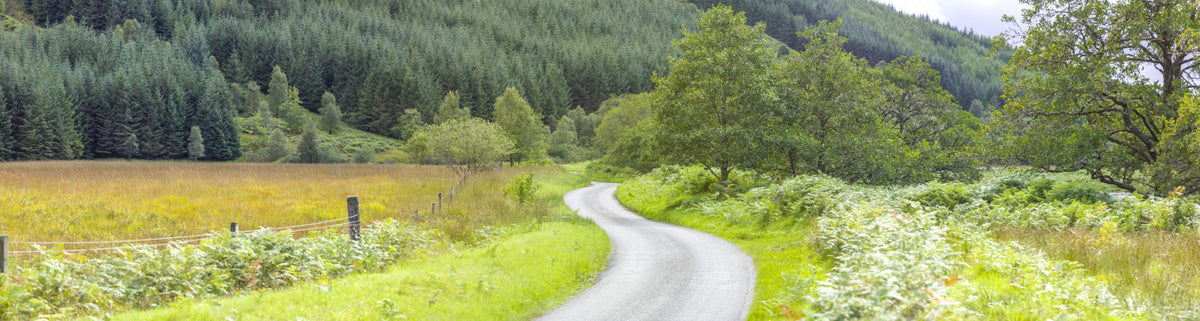 Winding Way Serenity Wall Mural in your room