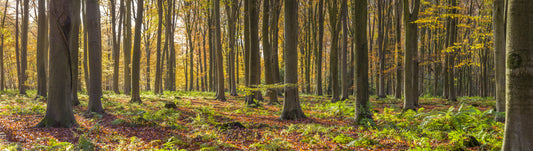 Gilded Woods Wall Mural