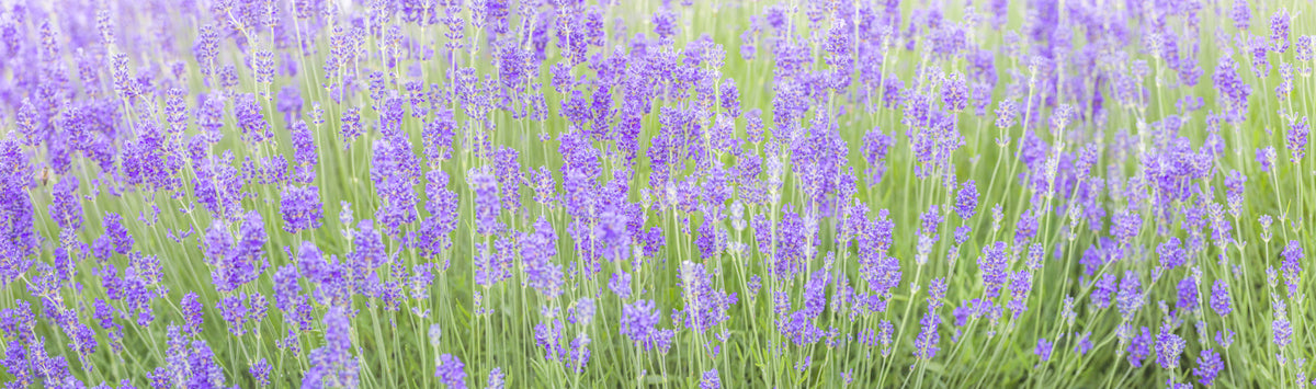 Lavender Field Dream Wall Mural in your room — zoomed