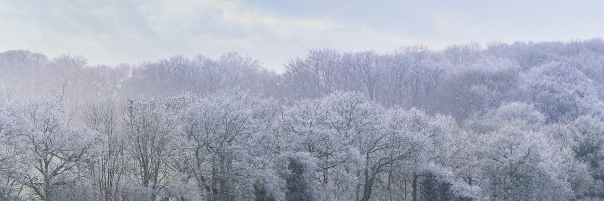 Winter's Whispers Wall Mural in your room — zoomed