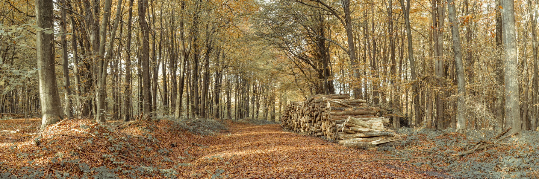 Broad view of the wood Autumn Forest Scene, calming seasonal mural.