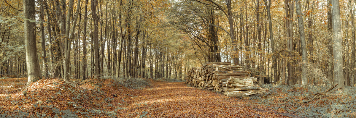 Autumn Forest Scene Wall Mural in your room — zoomed