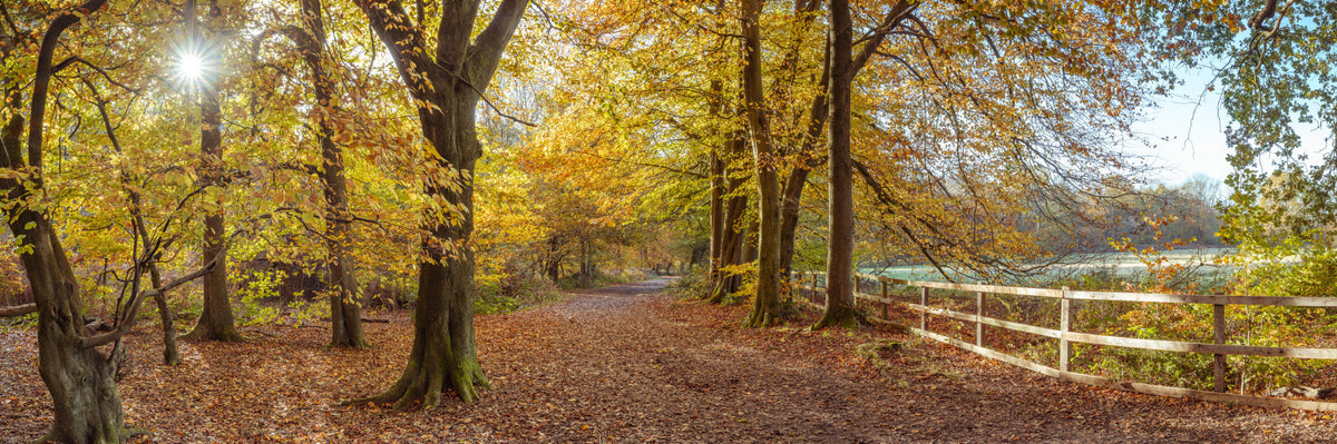 Pathway Covered in Fall Leaves Wall Mural