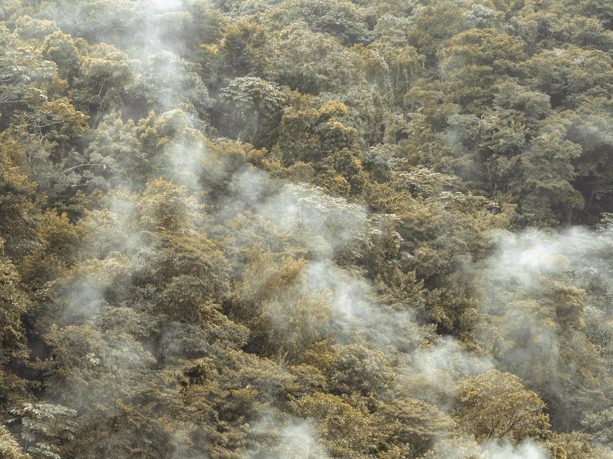 Misty Forest Canopy Wall Mural in your room — zoomed