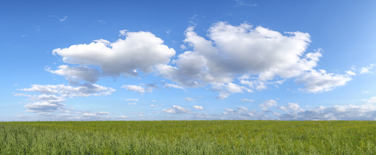Grassland Under Sky Wall Mural in your room