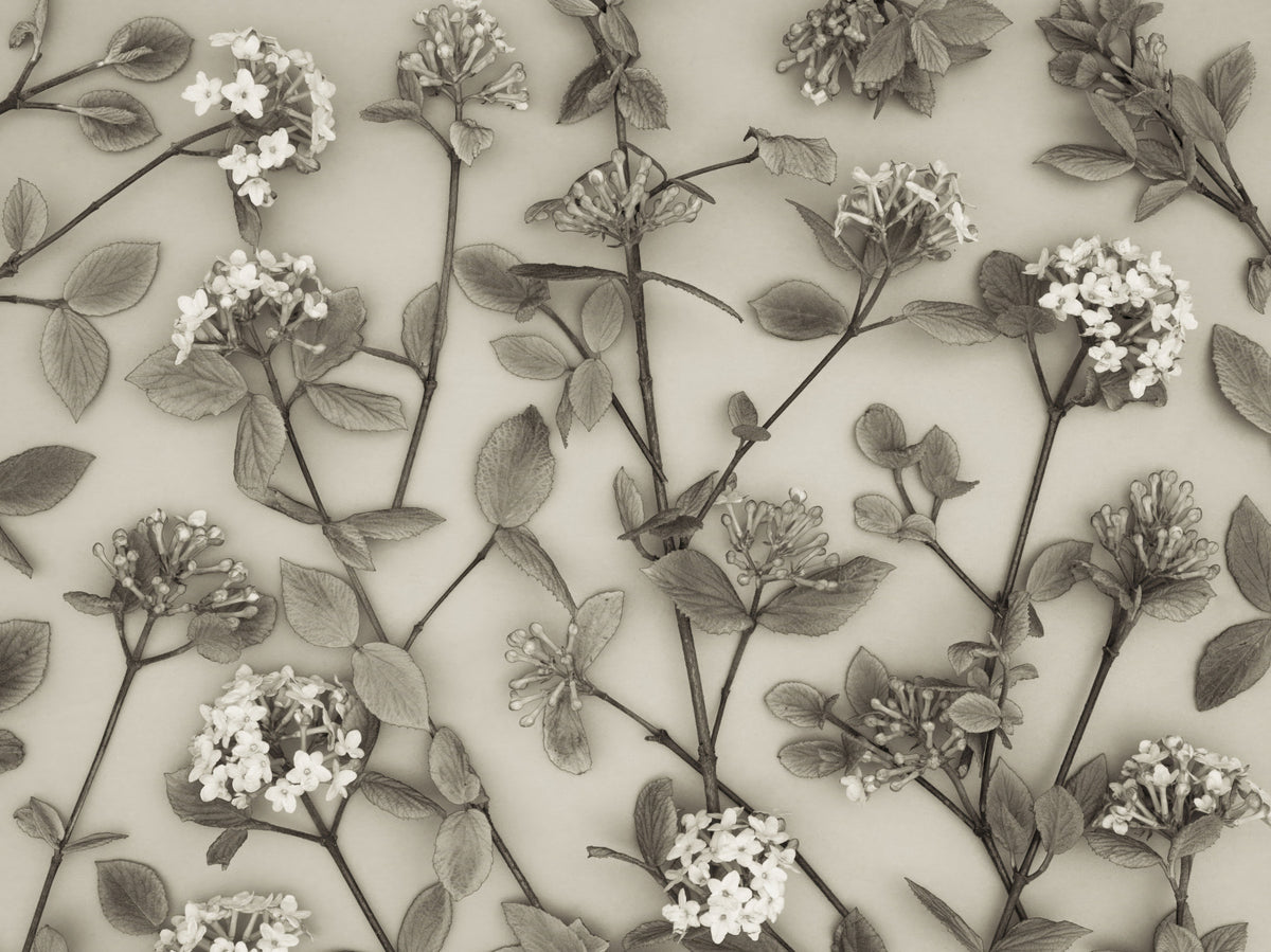 Delicate Blossoms of Spring Wall Mural in your room