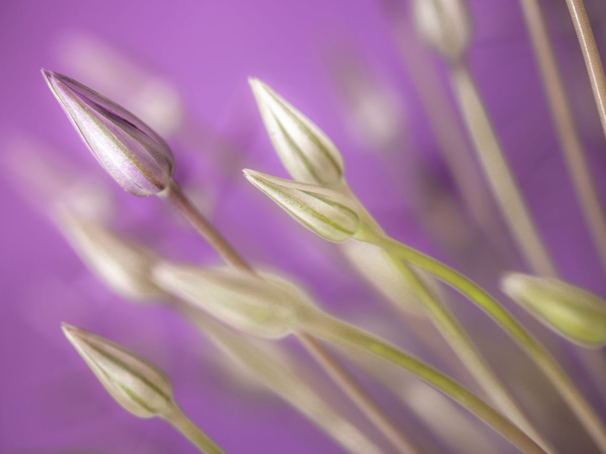 Purple Alliums Wall Mural in your room
