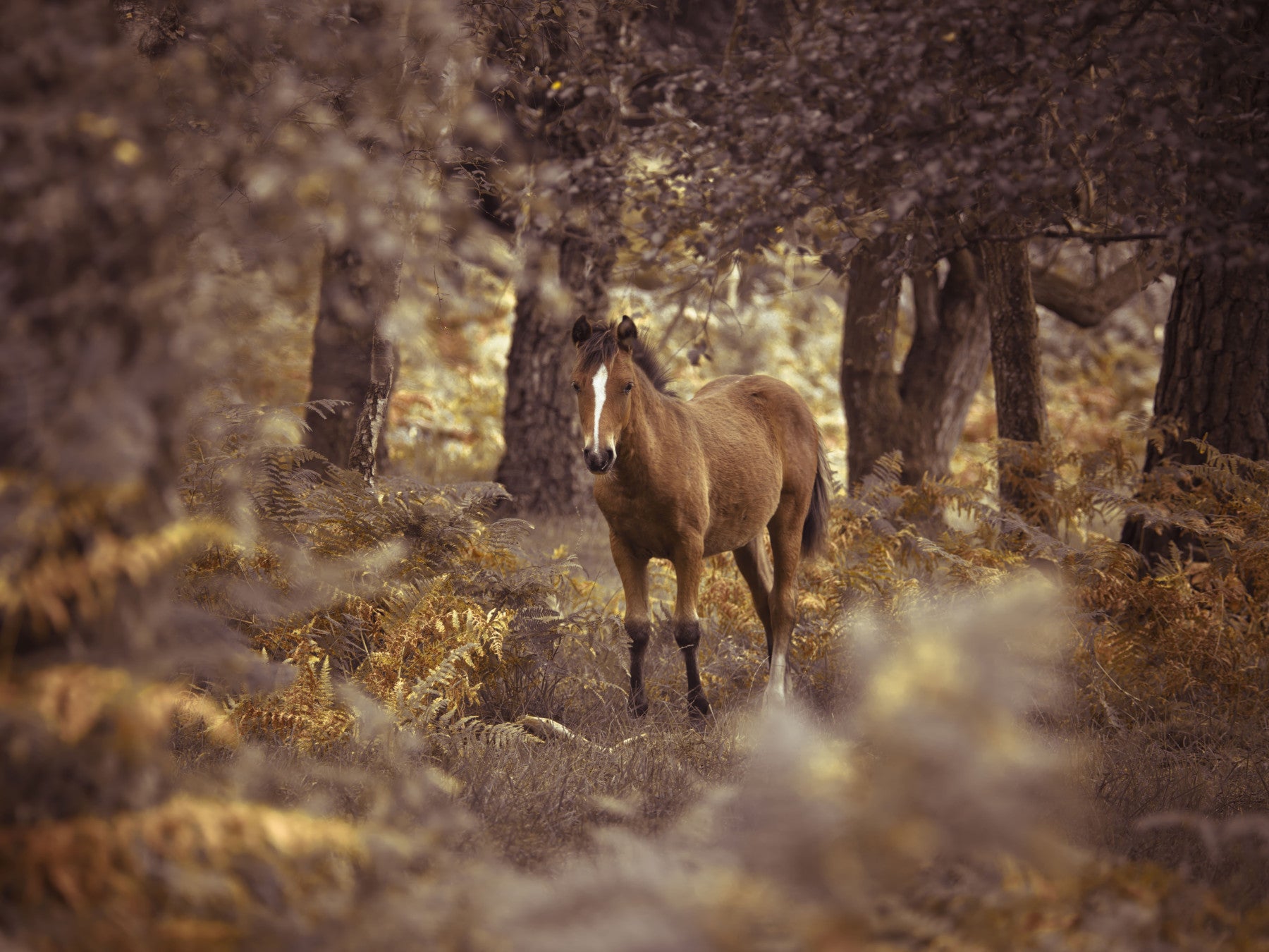 The wallpaper presents a wild horse gazing calmly amid rich brown and golden foliage.