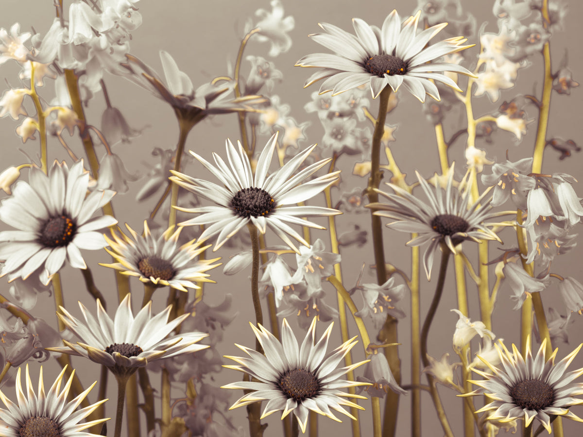 Daisy Dream Wall Mural in your room