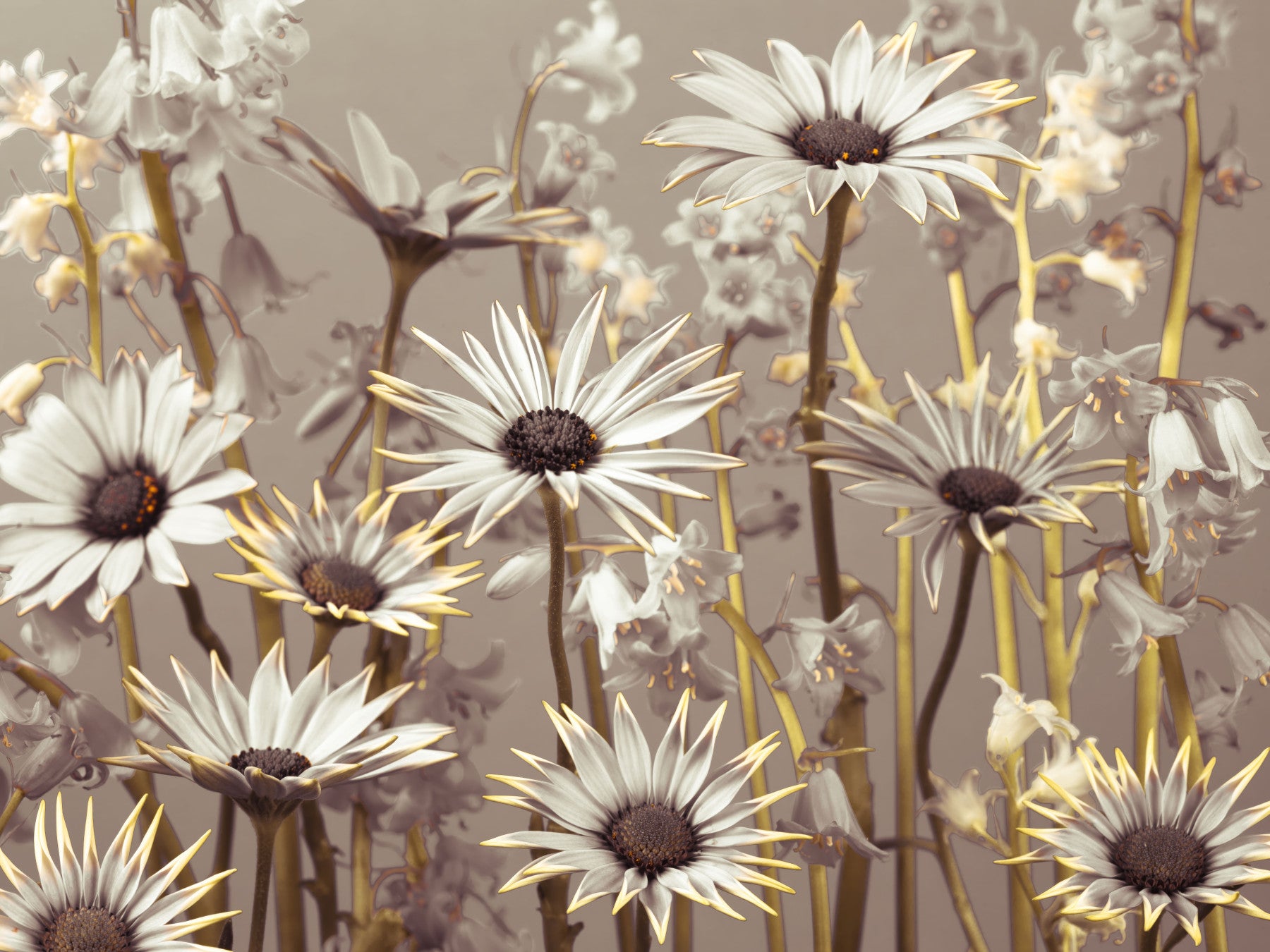 Daisy Dream Wall Mural