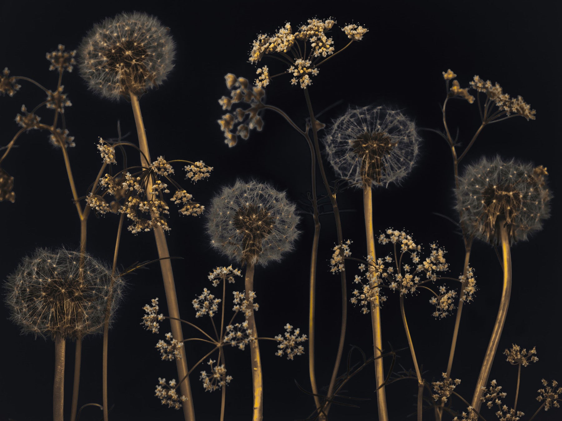 Artistic wallpaper with golden wildflowers and fluffy dandelions glowing against a black canvas.