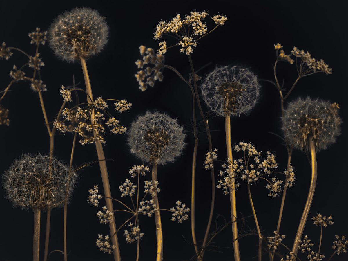 Wildflower Wonderland Wall Mural in your room — zoomed