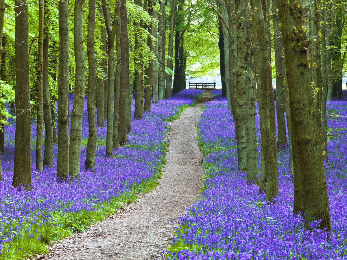 Bluebell Trail Wall Mural in your room — zoomed