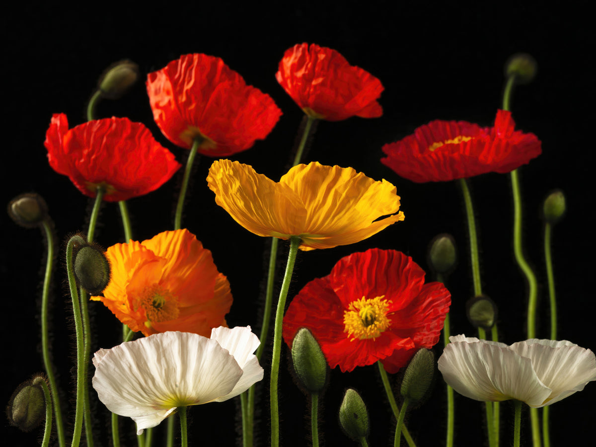 Multicoloured Poppies Wall Mural in your room