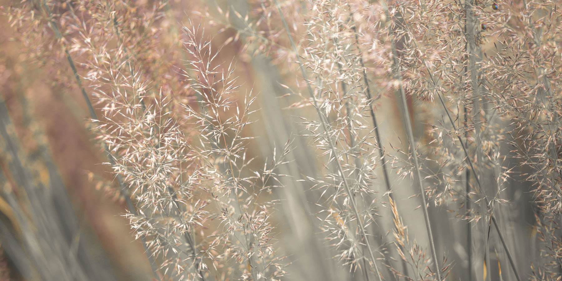 Fountain Grass Wall Mural