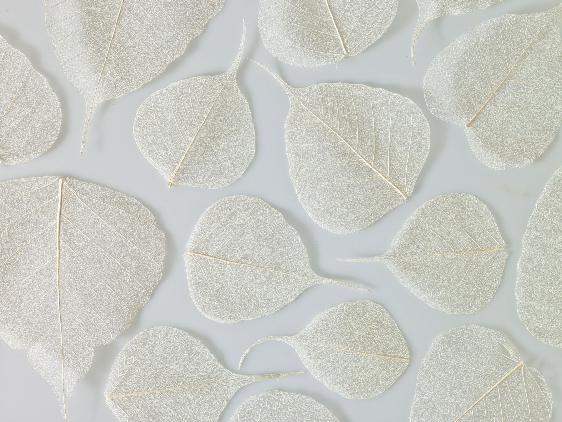 White translucent leaves Elegance wall mural natural art.