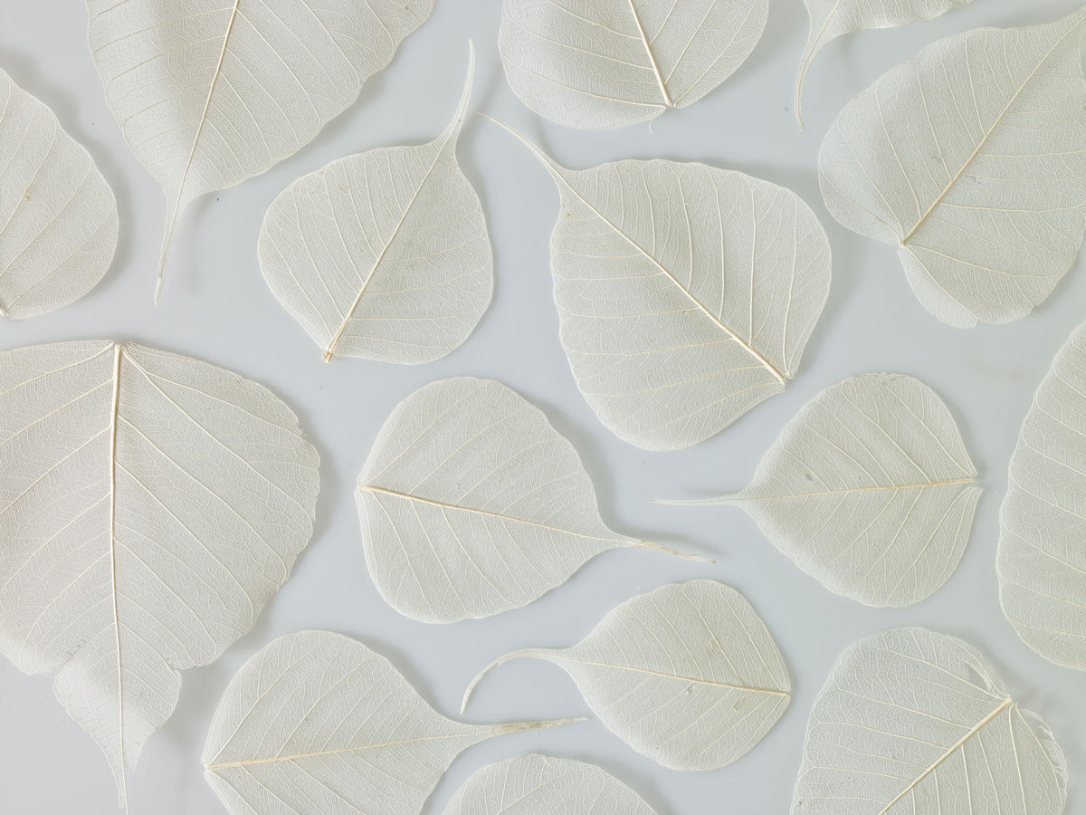 Fragile Elegance Wall Mural in your room — zoomed