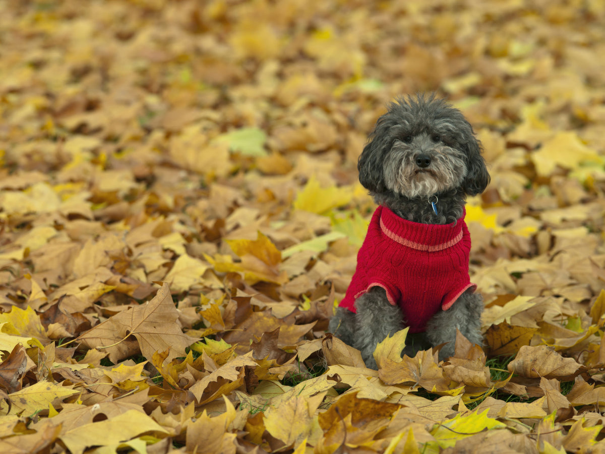 Autumn Pup Wall Mural in your room