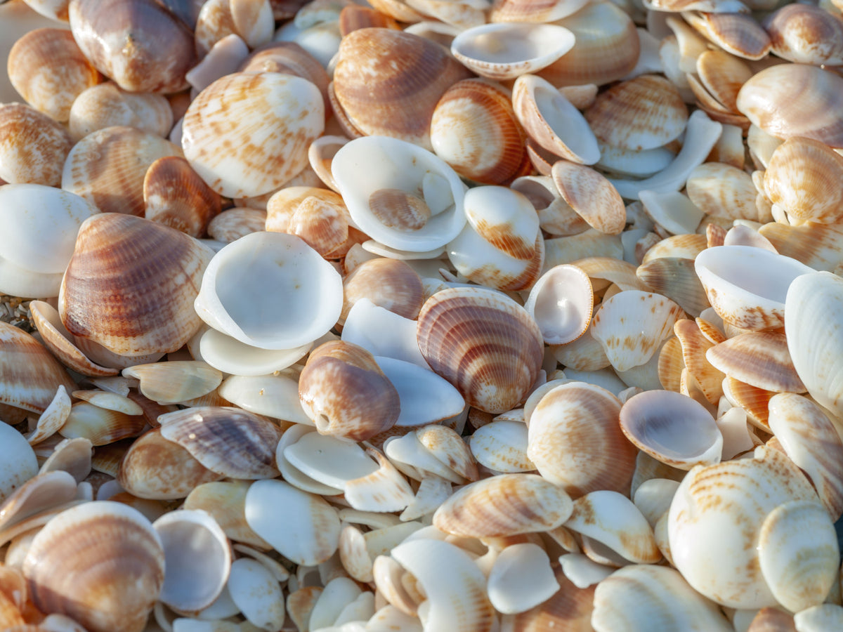 Coastal Shellscape Wall Mural in your room — zoomed