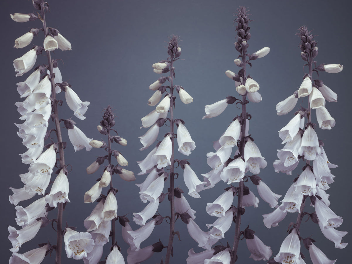 Foxglove Fantasy Wall Mural in your room