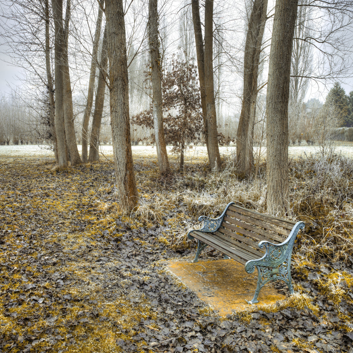 Bench at Park Wall Mural in your room