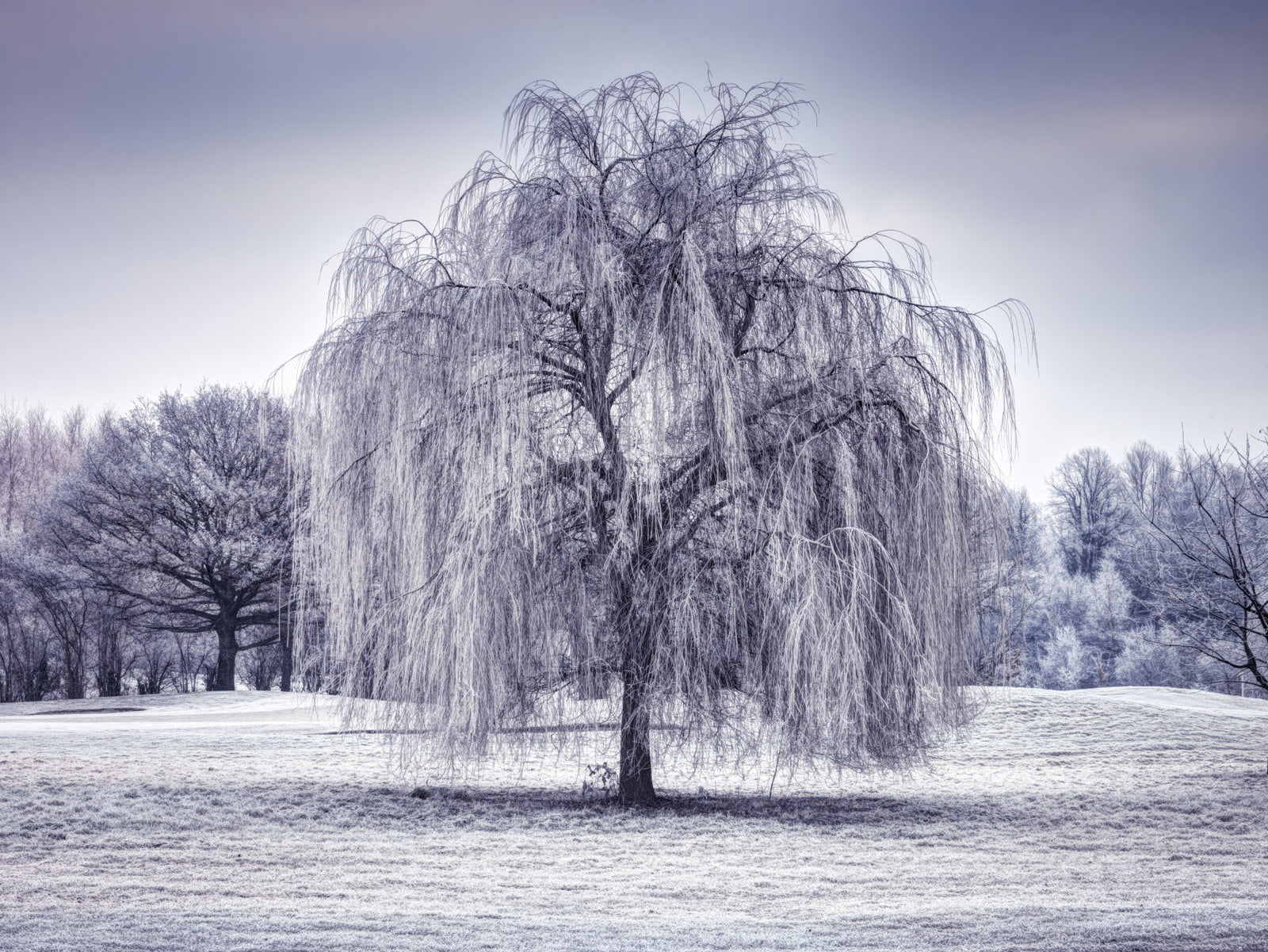 Winter Weeping Tree Wall Mural in your room