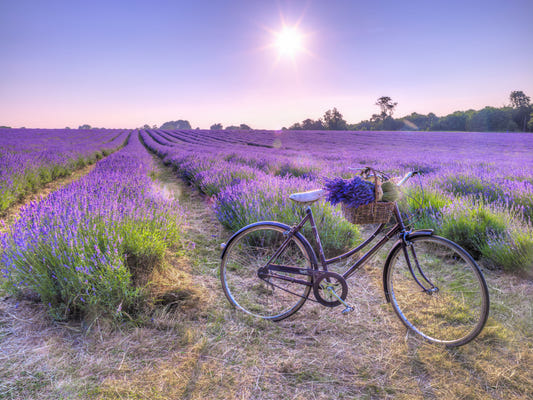 Lavender Ride Wall Mural