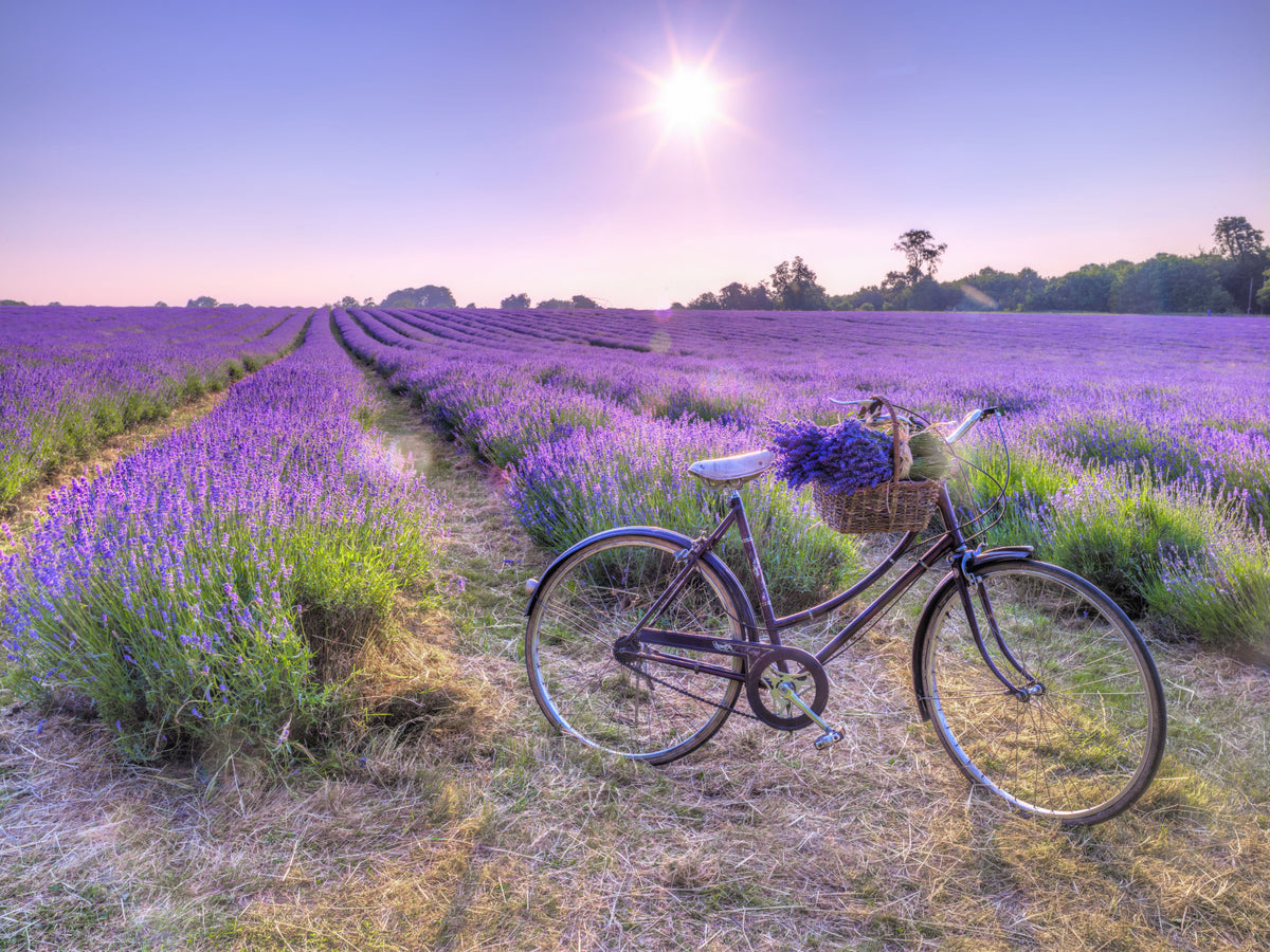 Lavender Ride Wall Mural in your room — zoomed