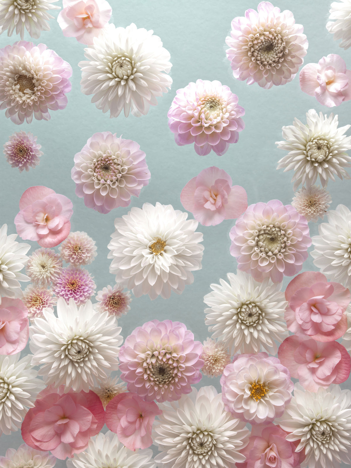 Dahlia Dance Wall Mural in your room — zoomed