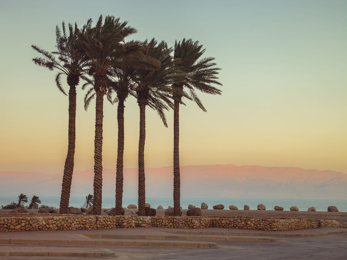 Palm Trees on Beach Wall Mural
