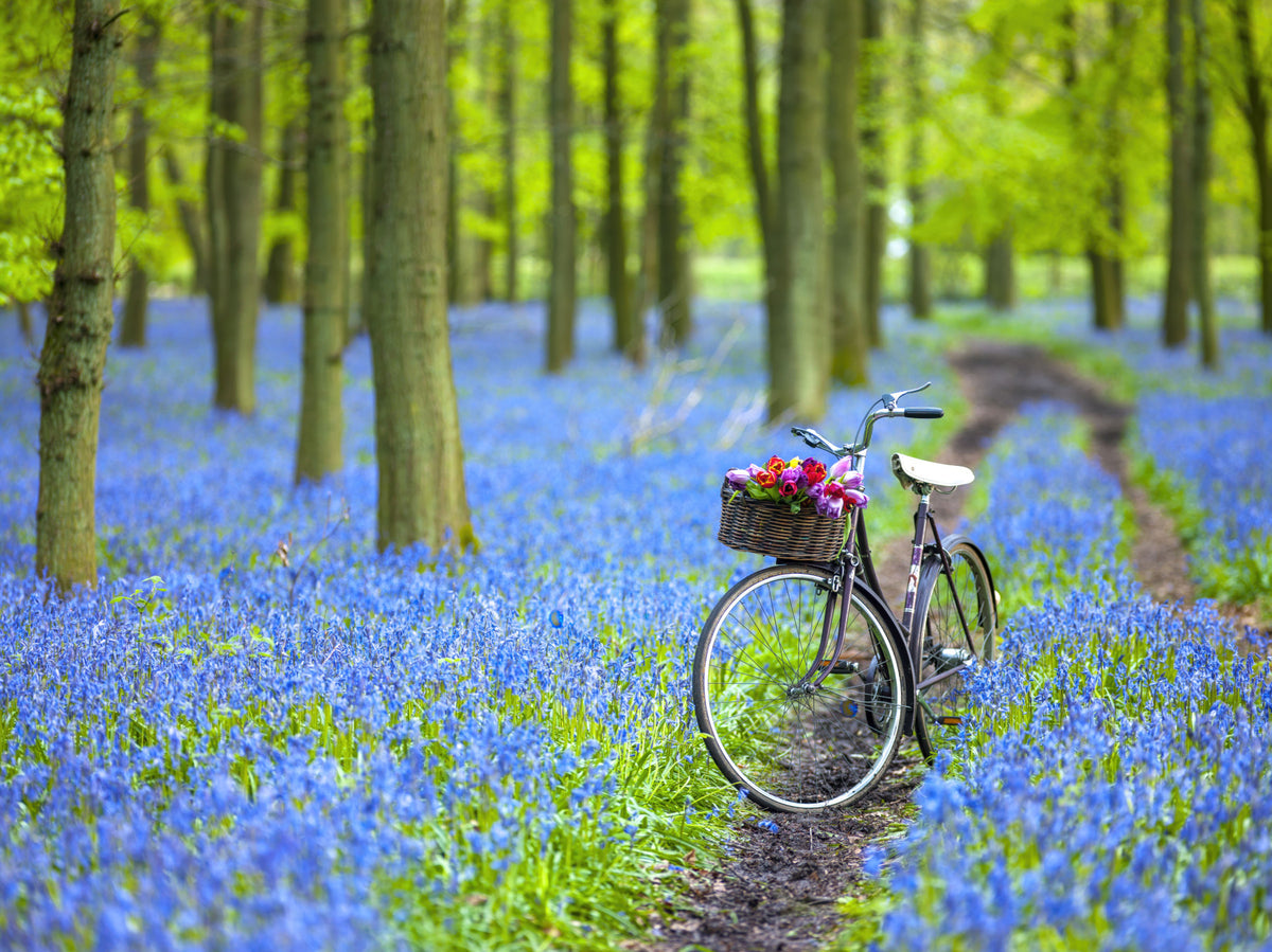 Bluebell Bike Ride Wall Mural in your room