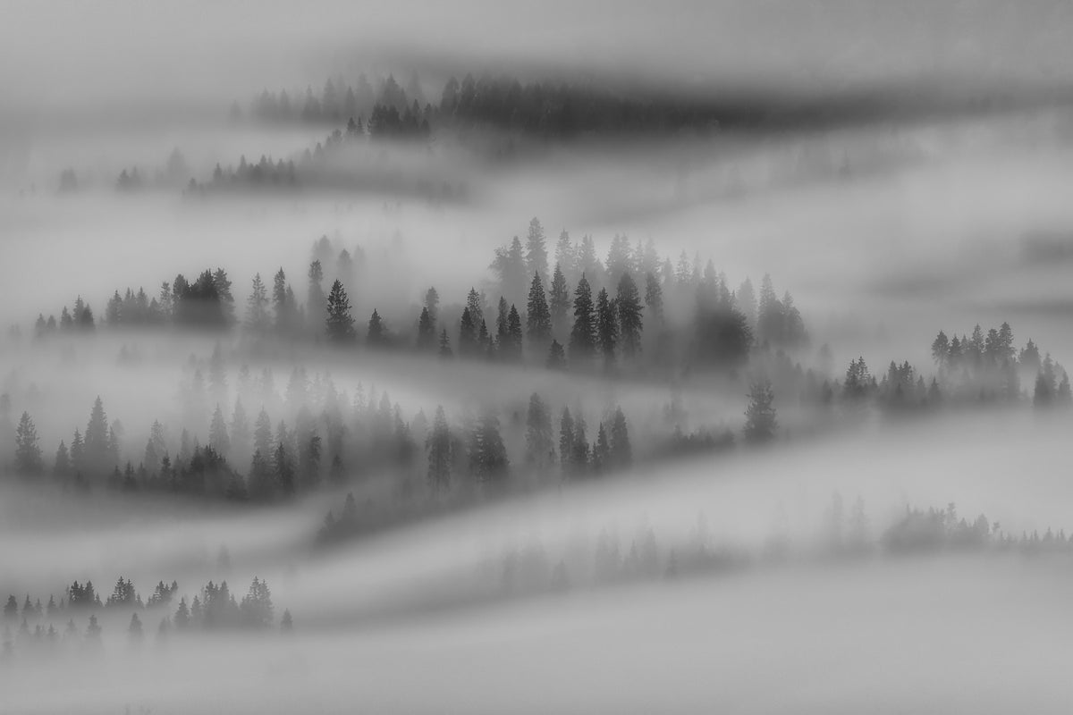 Misty Forest Woodland Wall Mural - 2275417 in your room