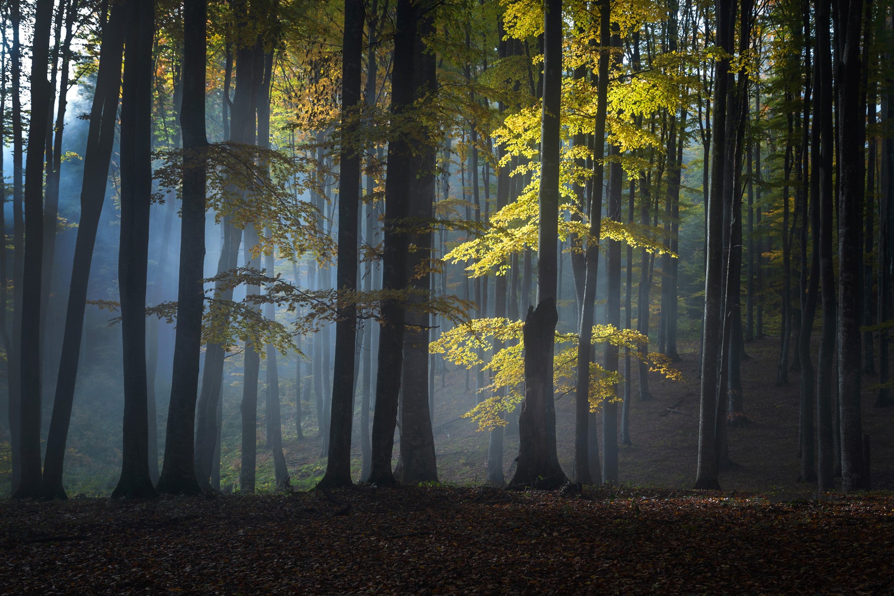 Glimmering Forest Woodland Wall Mural - 2263351