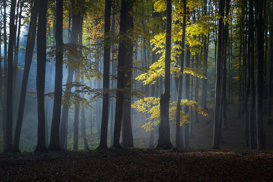 Glimmering Forest Woodland Wall Mural - 2263351